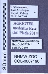 Etiketten zu Agriotes modestus (Kiesenwetter, 1858) (NHMW-ZOO-COL-0007190)